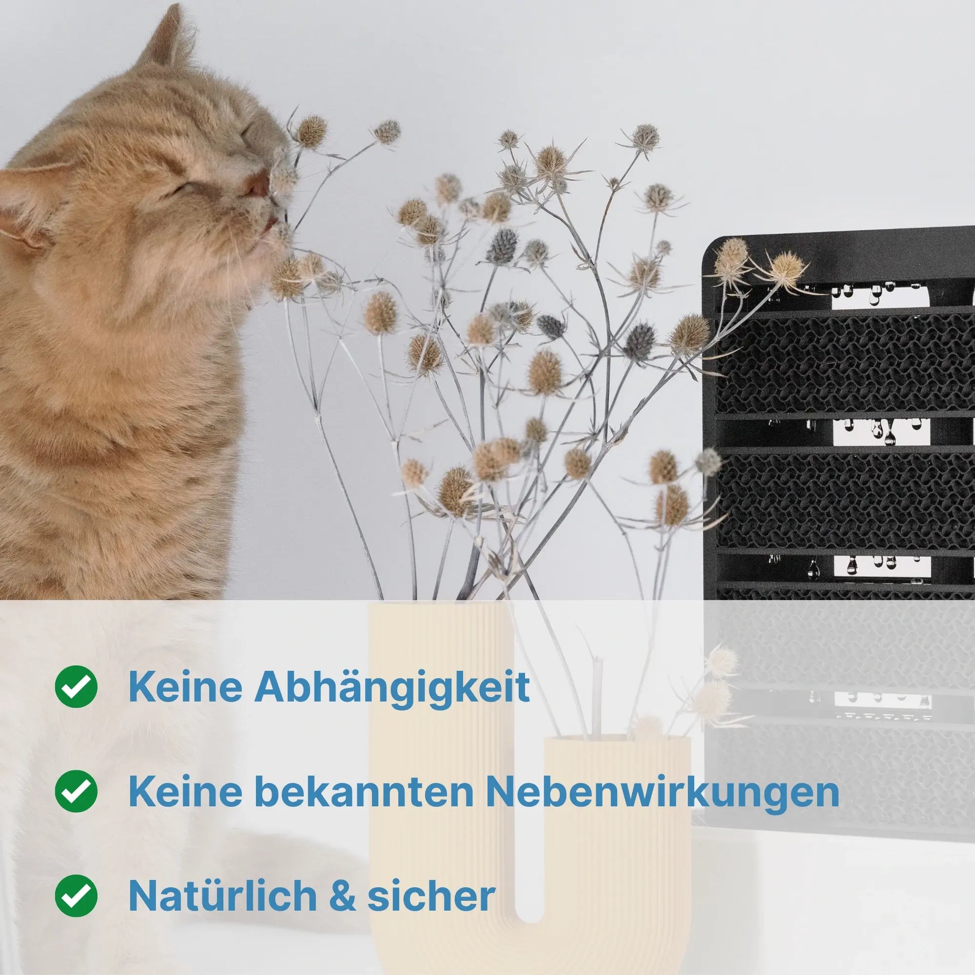 SalinoVatis Mini Saline für Salzluft zu Hause mit Katze und natürlicher Raumluft